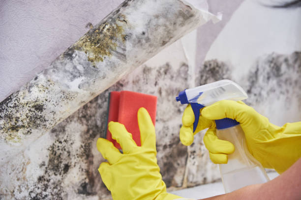 Best Mold Documentation for Insurance Claims in Elverson, PA